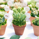Shop Succulents 12-Pack | $24 | Amazon
Shop Succulents 20-Pack | $32 | Amazon